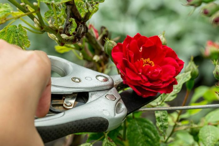 Przycinanie róż – jak i kiedy to robić? Praktyczny poradnik