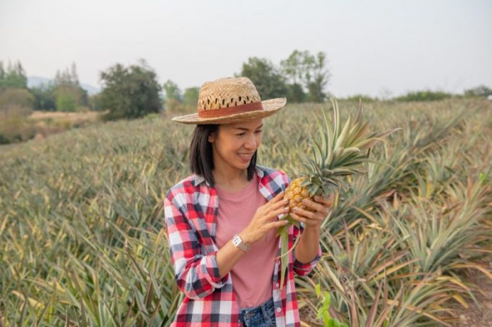 Jak zasadzić ananasa i go wyhodować? Poradnik hodowli