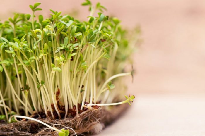Rzeżucha – kiedy i jak sadzić rzeżuchę? Praktyczny poradnik