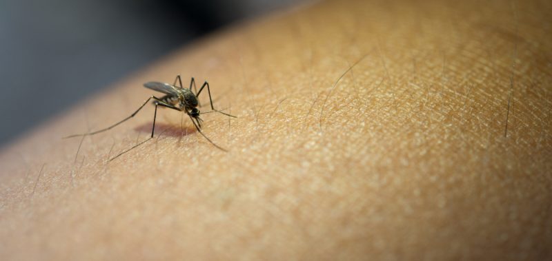 komar na skorze