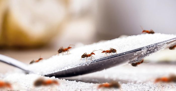 Jak pozbyć się mrówek z domu? 10 domowych sposobów