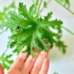 geranium