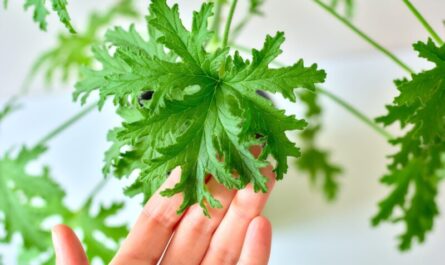 geranium