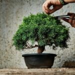przycinanie drzewka bonsai