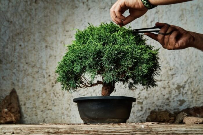 Cięcie drzewek bonsai – jak i kiedy to robić? Praktyczny poradnik