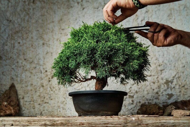 przycinanie drzewka bonsai