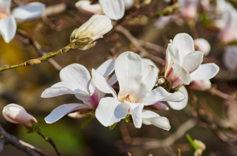 biale magnolie