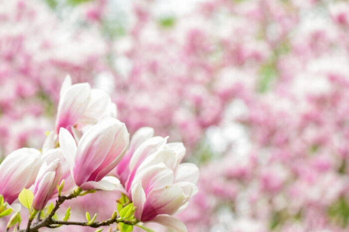 Jak i kiedy przycinać magnolię? Wszystko co musisz wiedzieć!