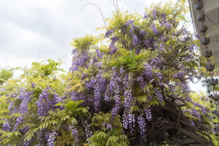 Glicynia – kiedy i jak sadzić? Poradnik sadzenia wisterii