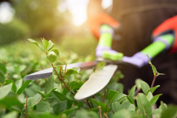 Pielęgnacja ogrodu – czy warto skorzystać z usług profesjonalistów?