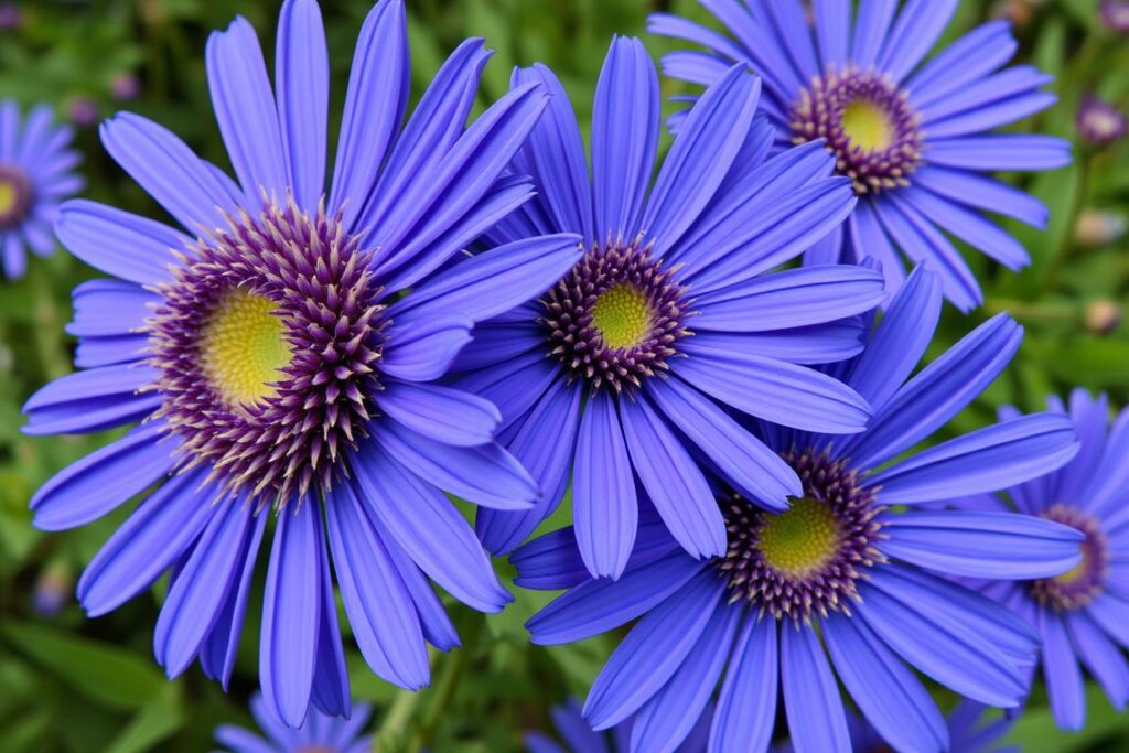 Aster chiński o niebieskich kwiatach Aster chiński o niebieskich kwiatach