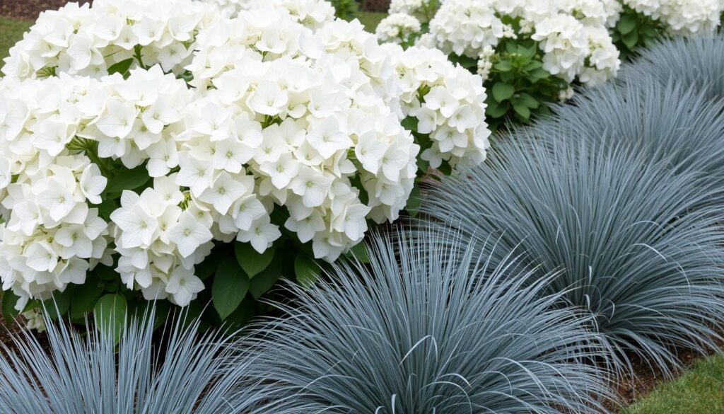 Biała rabata z hortensją bukietową Grandiflora i kostrzewą siną - trawy i hortensje aranżacje Biała rabata z hortensją bukietową Grandiflora i kostrzewą siną - trawy i hortensje aranżacje