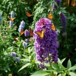 Budleja aranżacje w ogrodzie - podstawowe zasady kompozycji