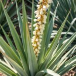 Juka ogrodowa z charakterystycznymi sztywnymi liśćmi i wysokim kwiatostanem z białymi kwiatami