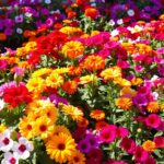 Kolorowe kwiaty jednoroczne długo kwitnące w ogrodzie