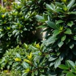 Laurowiśnia aranżacje w nowoczesnym ogrodzie z kontrastowymi roślinami