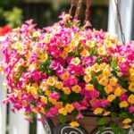 Milion dzwonków (Calibrachoa) w pełnym kwitnieniu na balkonie