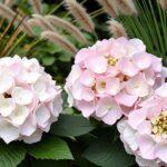 Rabata z hortensją bukietową i miskantem chińskim - trawy i hortensje aranżacje